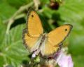 Coenonympha pamphilus